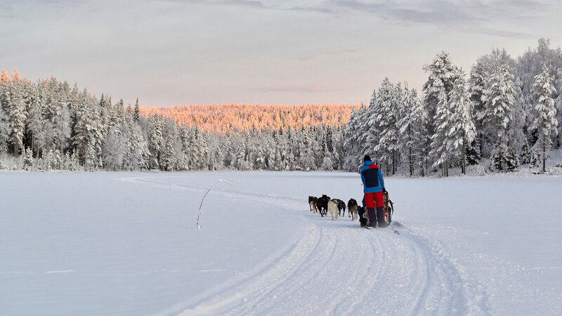 Zweden-Lapland-Gunnarsbyn-Arctic-Retreat-husky-safari