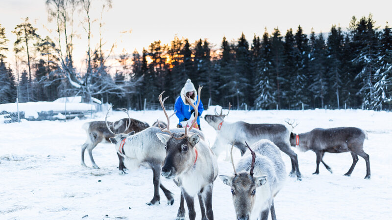 Zweden-Lapland-Harads-Loggers-Lodge-excursie-rendieren