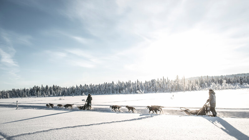 Zweden-Lapland-Kiruna-Fjellborg-Arctic-Lodge-huskysafari