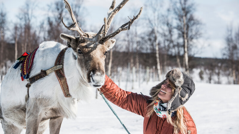 Zweden-Lapland-Kiruna-Fjellborg-Arctic-Lodge-rendier