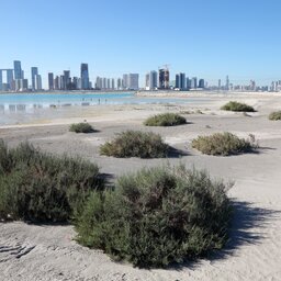 Abu Dhabi-Saadiyat Island