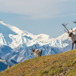 Alaska-Denali-Mount McKinley-Kariboe stier