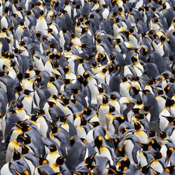 Antarctica rondreis (1)