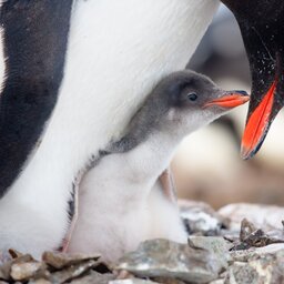 Antarctica rondreis (4)