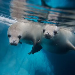 Antarctica rondreis (5)