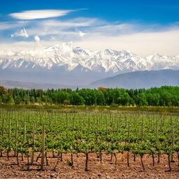 Argentinië - Mendoza