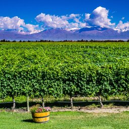 Argentinië - Mendoza - wijnstreek (1)