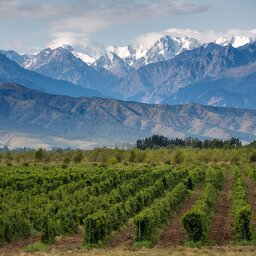 Argentinië - Mendoza - wijnstreek (5)