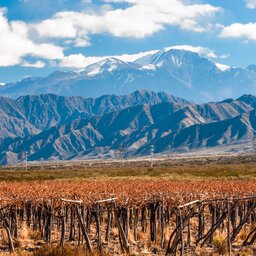 Argentinië - Mendoza - wijnstreek (6)