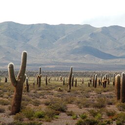 Argentinië - Salta - Jujuy (9)