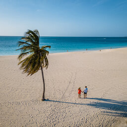 Aruba-Eagle Beach-koppel op strand met palmboom