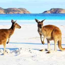 Australië -Kangaroos - Cape Le Grand National Park - Lucky Bay - Western Australia