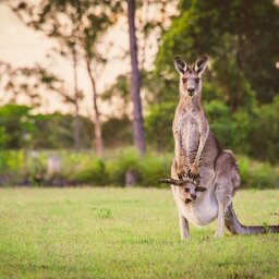 Australië - Kangoeroes (1)