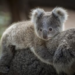 Australië - Koala's (2)