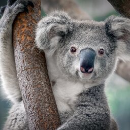 Australië - Koala's (4)