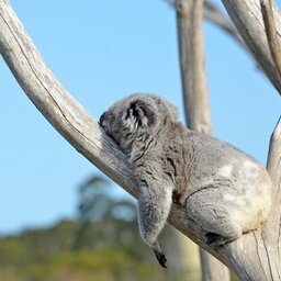 Australië - Koala's (5)