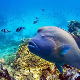 Australië - The Great Barrier Reef - Duiken (1)