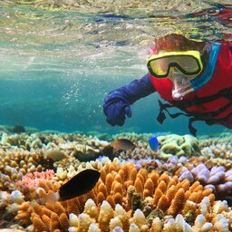 Australië - The Great Barrier Reef - Duiken (2)