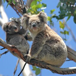 Australië - Wild Koalas - Great Ocean Road - Victoria