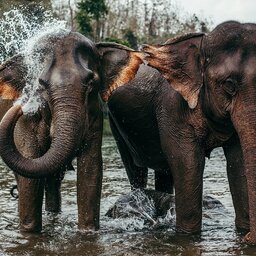 Azië-Laos-olifanten1