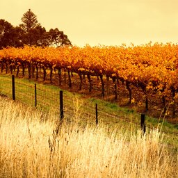 Barossa vallei - Australië - wijn (1)