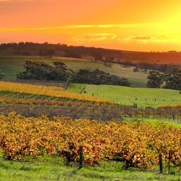 Barossa vallei - Australië - wijn (6)