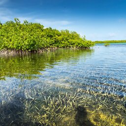Bonaire-Lac Bai Mangrove Reserve-mangroven
