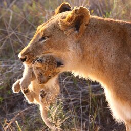 Botswana-algemeen-Leeuw   welp