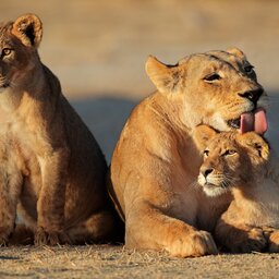 Botswana-algemeen-Leeuwenfamilie