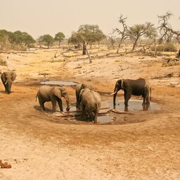 Botswana-algemeen-Olifanten-drinken-waterplas