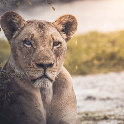 Botswana-Chobe-National-Park-Algemeen-leeuw