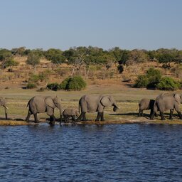 Botswana-Chobe-National Park-Algemeen-olifant-2