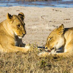 Botswana-Makgadikgadi zoutpannen-algemeen-leeuwen