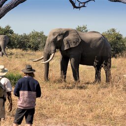 Botswana-Moremi-Game-Reserve-Khwai-Leadwood-Camp-wildlife