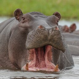 Botswana-Okavango-Delta-streek-algemeen-bootje-nijlpaard (6)