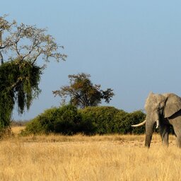 Botswana-Savuti-streek-algemeen-olifant