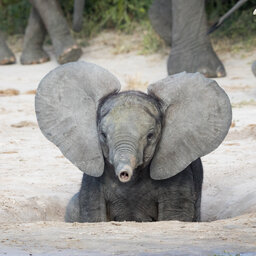 Botswana-Savuti-streek-algemeen-olifantenkalf