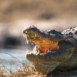 Botswana-shutterstock_Krokodil