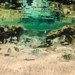 Brazilië - Fernando de Noronha - duiken (3)