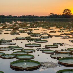 Brazilië - Pantanal (3)