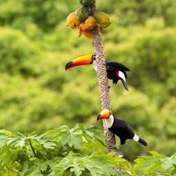 Brazilië - Pantanal (6)