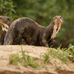 Brazilië - Pantanal - Otter