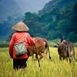 Cambodja-algemeen-rijstplukker begeleidt dieren