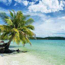 Cambodja-algemeen-strand met palmboom