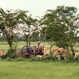 Cambodja-platteland-vespatour-siem-reap