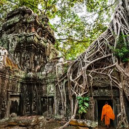 Cambodja-Siem Reap-hoogtepunt-Ta Prohm