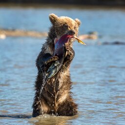 Canada - Grizzly (1)