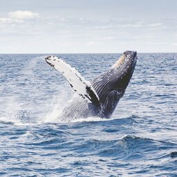 Canada-hoogtepunt-whalewatching (1)