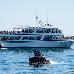 Canada-hoogtepunt-whalewatching (3)
