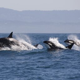 Canada-hoogtepunt-whalewatching (4)